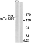 Met (Phospho-Tyr1356) antibody