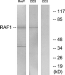 C-RAF antibody