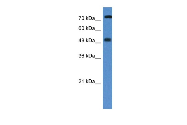 VDR antibody - N-terminal region