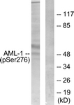 AML1 (Phospho-Ser276) antibody