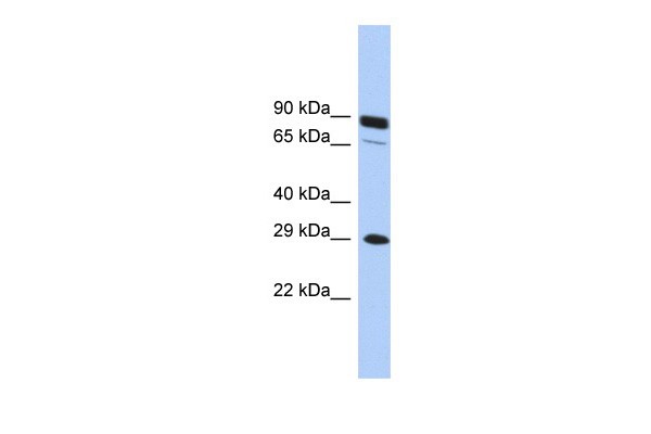 HOXC5 antibody