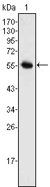 Neurogenin-3 Antibody