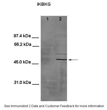 IKBKG antibody - middle region