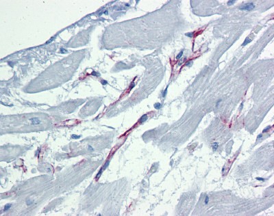 Caspase 9 Antibody