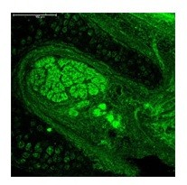 NEUROG1 antibody - C-terminal region