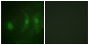 IRF-3 (Phospho-Ser385) antibody