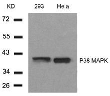 P38 MAPK Antibody