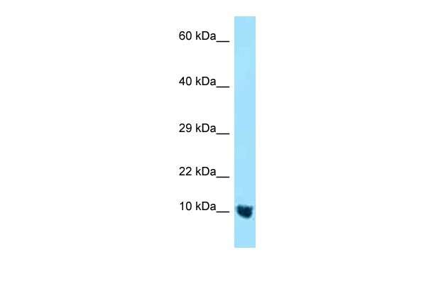 MTCP1NB antibody - N-terminal region