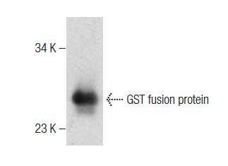 GST Antibody (110-218)