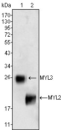 MYL3 Antibody