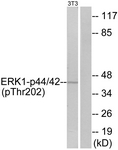 p44/42 MAP Kinase (Phospho-Thr202) antibody