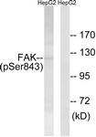 FAK (Phospho-Ser843) antibody
