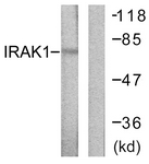 IRAK1 antibody