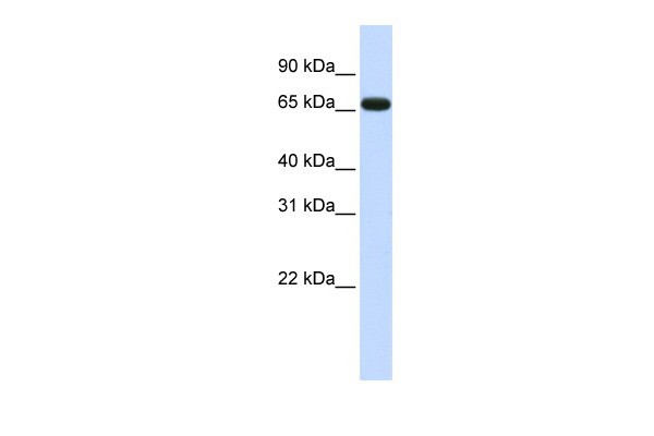 ZNF775 antibody - N-terminal region