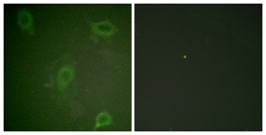 Amyloid beta A4 (Phospho-Thr743/668) antibody