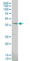 MAPKAPK3 Antibody (monoclonal) (M06)