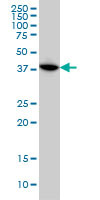 MAPKAPK3 Antibody (monoclonal) (M02)