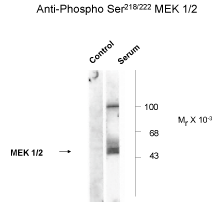 MEK1 / 2 (phospho Ser218 / Ser222) Antibody