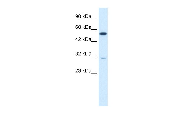 HNF4G antibody - C-terminal region