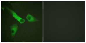 Caspase 9 (Phospho-Tyr153) antibody