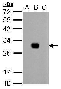 GFP antibody