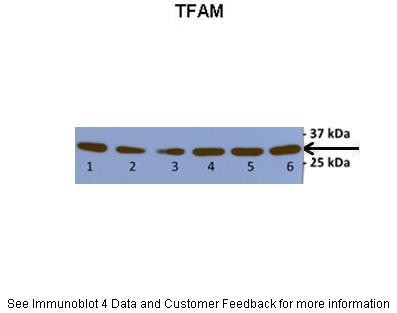 TFAM antibody - N-terminal region