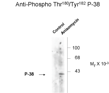 p38 MAPK (phospho Thr180 / Tyr182) Antibody