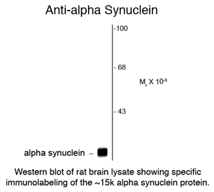 alpha Synuclein Antibody