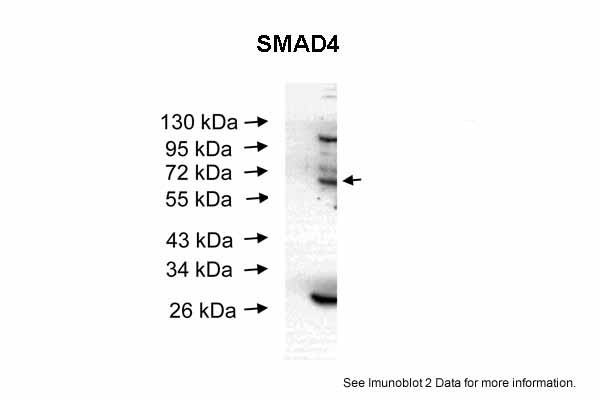 SMAD4 antibody