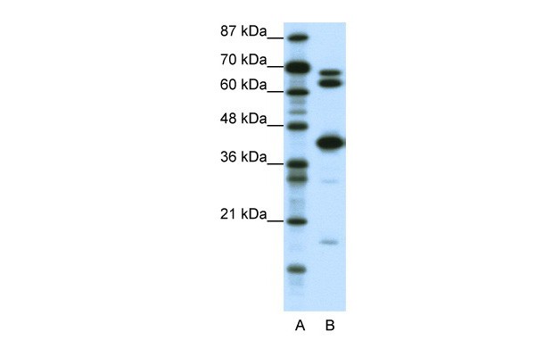 E2F2 antibody