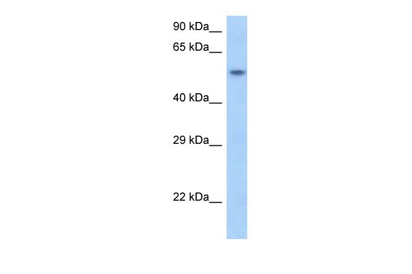 Snapc1 antibody