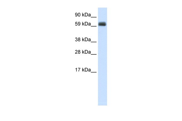 TBX21 antibody - N-terminal region