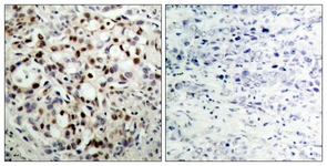 CREB (Phospho-Ser133) antibody