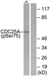 CDC25A (Phospho-Ser75) antibody