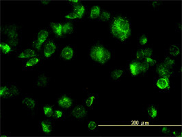 MAPK12 Antibody (monoclonal) (M04)