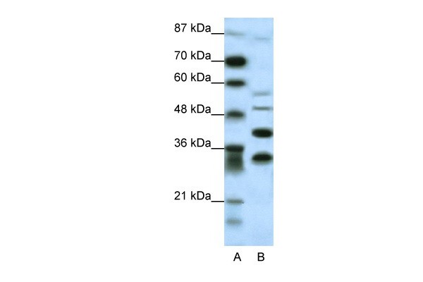 GFI1 antibody - N-terminal region