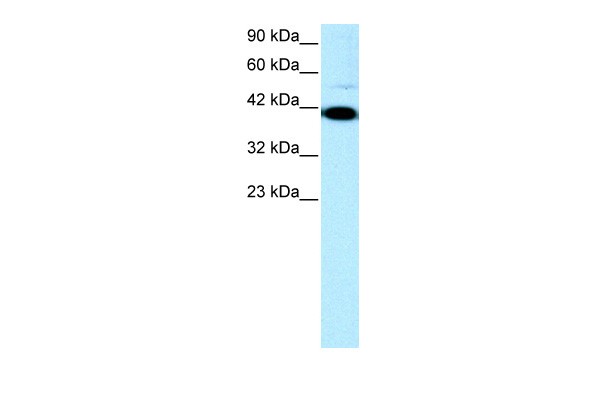 ZFP1 antibody