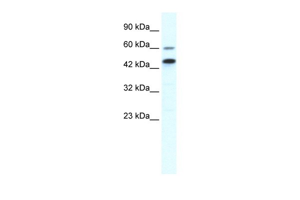 P2RX2 antibody - N-terminal region