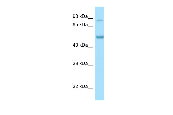 Clk4 antibody - N-terminal region