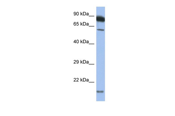 TNFRSF10A antibody - C-terminal region