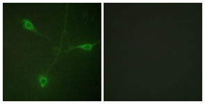 HSP90B (Phospho-Ser226) antibody