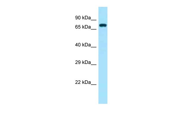 Zap70 antibody - middle region