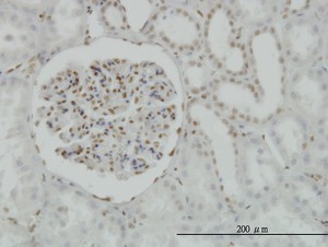 CREB1 Antibody