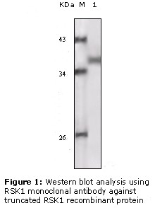 RSK1 Antibody