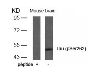 Tau (phospho Ser262) Antibody