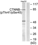 Catenin-beta (Phospho-Thr41/Ser45) antibody