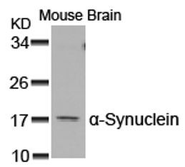 a Synuclein Antibody