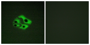 BAD (Phospho-Ser134) antibody
