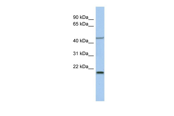 KLF15 antibody - middle region