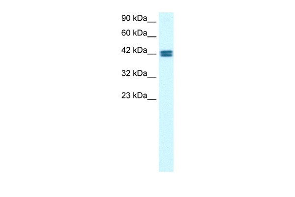 OR13C9 antibody - middle region